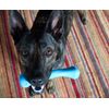 Jolly Pets Jolly Bone, Medium/Blue