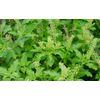 eleutherococcus root - Advanced Adaptogen Complex - inflammation and anxiety 2B