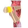 Hip Joint Belt, For Both Feet, Hip and Supporter, Unisex, Pelvic Correction, Securing Hip Pain, Lower Back Pain, L-LL