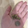 Live Plants|30pcs (0.2-0.3”)Lithops , Living Stone,RANDOMLY Shipment