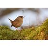Robin, Blackbird and Wren nest box