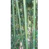 Bamboo Red Margin Phyllostachys Rubromarginata Bare Root Plant Rhizome Privacy