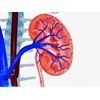 metabolism booster pills - KIDNEY SUPPORT - antioxidant complex - 3 Bot