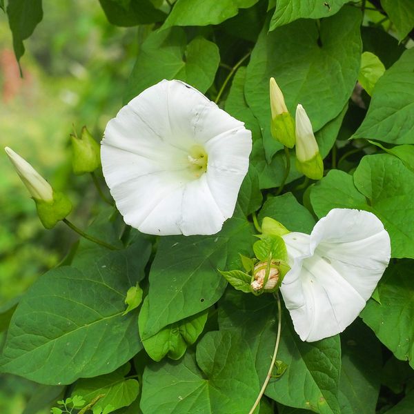 Outsidepride 250 Seeds Annual Ipomoea Tricolor Morning Glory Pearly Gates Climbing Vine Flower Seeds for Planting