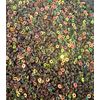 5mm / 6mm Round AB Translucent Metallic Opaque Craft Sequins Assorted Colours (Blush AB, 5MM)