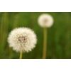antioxidant blend - DANDELION ROOT 520MG - dandelion leaf extract 1B
