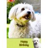 Bichon Frise Dog Birthday Greeting Card