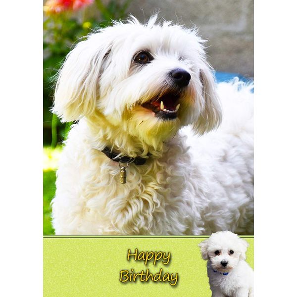 Bichon Frise Dog Birthday Greeting Card
