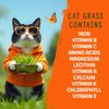 Organic Cat Grass Kit 4 Pack | Non GMO Mixed Heirloom Seeds | Wheatgrass