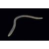 JACKALL Flick Shake, 4.8 Inch, Earthworm