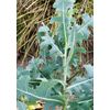 wild lettuce extract for pain 2 oz