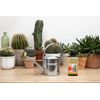 Cactus and Succulent Focus 100 ml