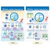 NewPath Learning Cells Bulletin Board Chart Set, Grades 3-5, 12 x 18 Inch, Fu...