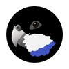 Northern Rosella Parrot PopSockets Swappable PopGrip
