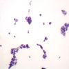 Budding Yeast, W.M. Microscope Slide