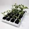 Growth Technology Root Riot Tray (24)
