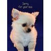 Chihuahua Dog Sympathy Card