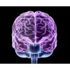 brain supplements for memory and focus - BEETROOT - heart function support 1 BOT