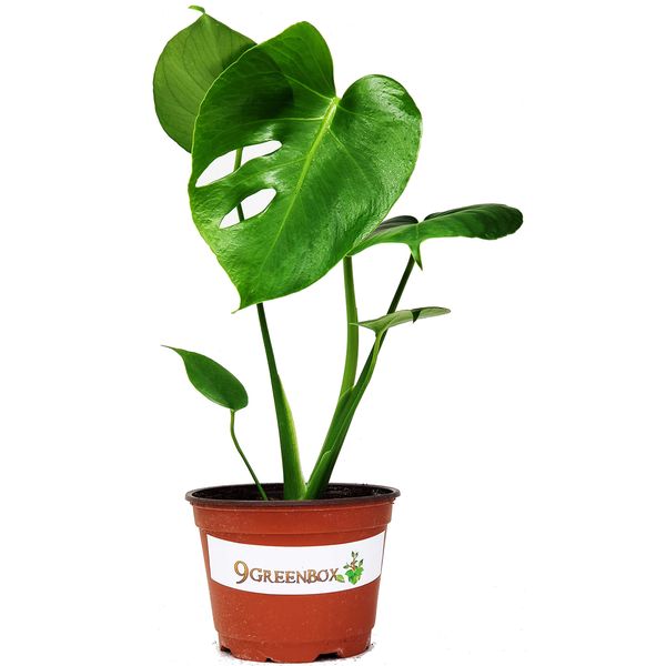 9GreenBox Split Leaf Philodendron 6" Pot - Monstera - Edible Fruit Tastes Like Pineapple