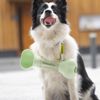 Portable Dog Water Bottle