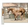 UltraCruz Equine Electrolyte Supplement for Horses, 60 ml, Paste