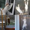 Tooltriz Pet Proof Window Screen Replacement Kit 48“ x 100" Upgraded Thicken ...