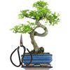 15cm Chinese Elm (Chinese Elm + Small Scissors)