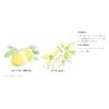 MUJI SPF27 Sunscreen Milk for Sensitive Skin, 5.1 fl oz (150 ml) (x1)