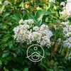 Organic Essential Oil Lemon Myrtle 0.5 oz (17.05 ml)
