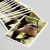 Lantern Press Capuchin Monkey (52 Playing Cards, Poker Size Card Deck with Jokers)