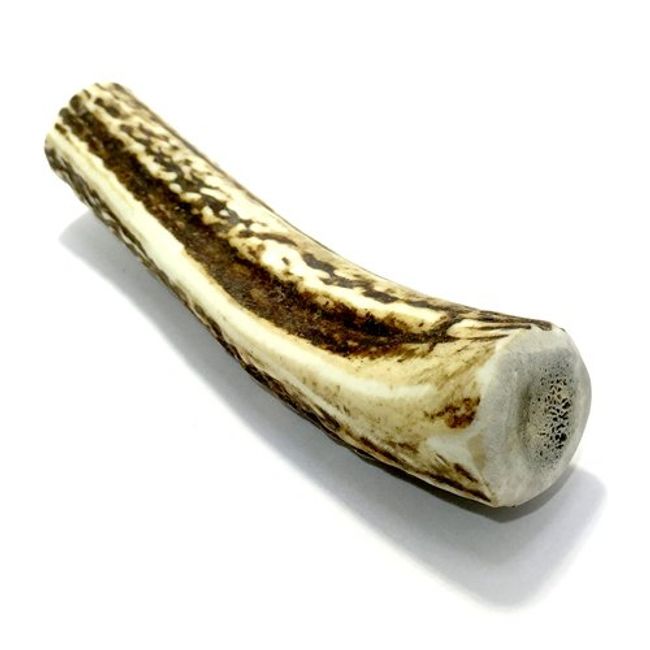 Deer Horn Bone (Medium, Approximately 5.9 inches (15 cm) [Dog's Nourishing Snack, Natural Yezo Sika Deer Horn (No Additives, No Coloring)]