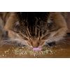 Kunduchi Super Catnip Fine Grade 40g