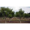 Georgia Pecan Seeds (15) / ORGANIC / DELICIOUS / IN SHELL  