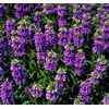 LEMON MINT * 150 SEEDS* MEDICINAL * HEALTHFUL *