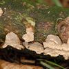 Phanerochaete chrysosporium Liquid Culture