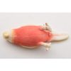 Hansa 7637 Bourkes Parrot 14cm.L