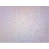 10PK Lactobacillus Acidophilus, Gram Positive - Microscope Slides - 75x25mm -