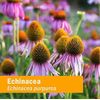 Herb Pharm Certified Organic Super Echinacea Liquid Extract for Active Immune