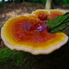 Reishi (Ganoderma lucidum) Liquid Culture