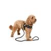 Doodlebone Boomerang Dog Harness, Apple, 8-10