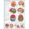 EuroGraphics Human Body (The Brain) 1000 Piece Puzzle
