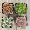 2 inch assorted Succulent 4 pack Cactus Cacti Succulent Real Live Plant