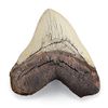 Nature-Watch Miocene Shark Tooth Replica