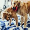 KONG - Ring - Durable Rubber Dog Chew Toy - For Small/Medium Dogs