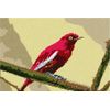 Pepita Needlepoint kit: Red Pompadour Cotinga Bird, 10" x 7"