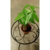LOUSBONSAINUSERY BRAIDED MONEY TREE