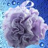 Loofah-Bath-Sponge Lace-Mesh-Set >> 2-Scrubs-in-1 by Shower Bouquet: Large Full 60g Pouf (4 Pack Spa Colors) Body Luffa Loofa Loufa Puff - Exfoliate, Cleanse Skin with Luxurious Bathing Accessories