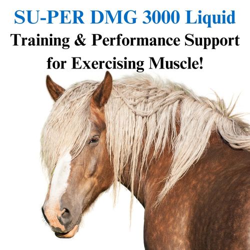 SU-PER DMG 3000 Horse Supplement - Training & Performance Support Liquid - Supports Normal Cardiovascular Immune & Muscle Function - 1 Gallon, 4 Month Supply