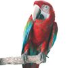 Beach Branch Perch Edible Parrot African Greys Conure Macaws Caique - Large