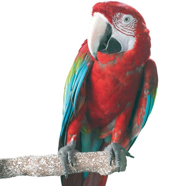 Beach Branch Perch Edible Parrot African Greys Conure Macaws Caique - Large